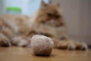 Why Do Cats Vomit Hairballs?